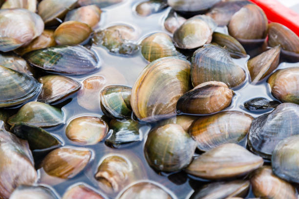 Fresh mussels in water at a market