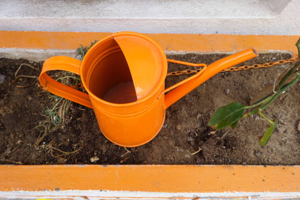 Plant, Watering Bucket, watering can