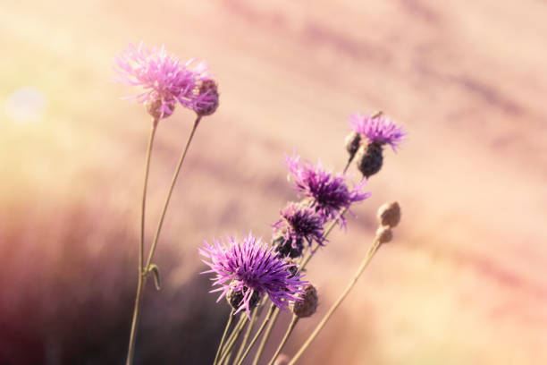Flowering thistle (burdock) - beautiful flowering, blooming wild flower in meadow lit by sunlight