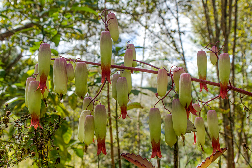 Kalanchoe Pinnata: The 