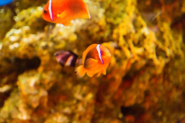 Clown fish swimming in seawater