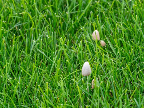 istock mushrooms in green grass 841321856