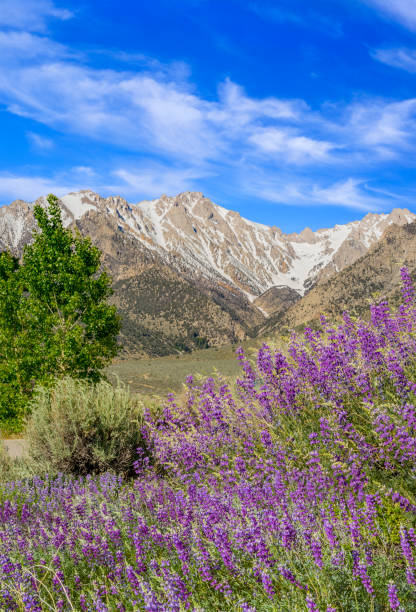 istock Owens Valley springtime with Californian Sierra Nevada in Inyo County, CA (P) 841325536