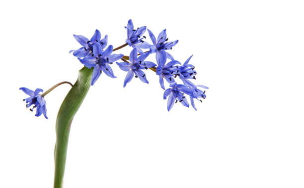 istock Beautiful blue natural fresh snowdrops flowers 841325568