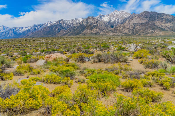 istock Owens Valley springtime with Californian Sierra Nevada in Inyo County, CA (P) 841325734