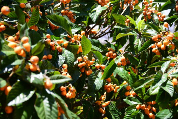 istock Yellow medlars on the tree - Spain 841325934