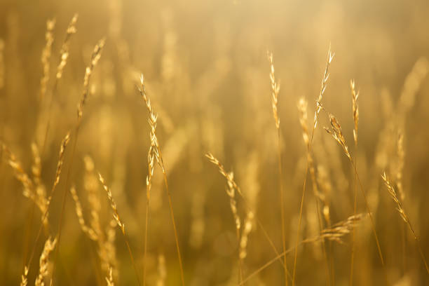 Spikes in the meadow at dawn, natural background