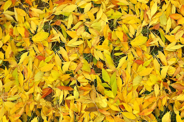 istock Seamless autumn leaves background 841329476