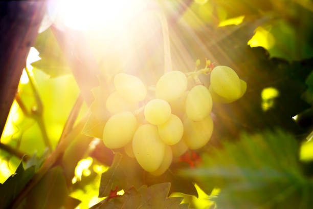 A bunch of grapes in the sun