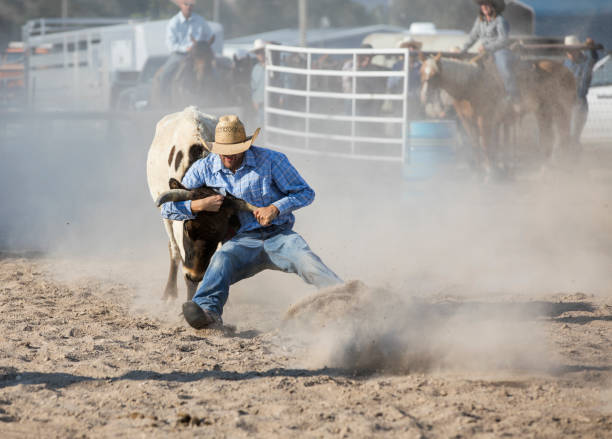 cowboy wrestling steer at a rodeo - rodeo cowboy motion horse imagens e fotografias de stock