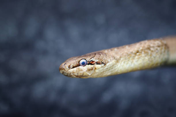 istock abstract portrait of european common smooth snake 841333254