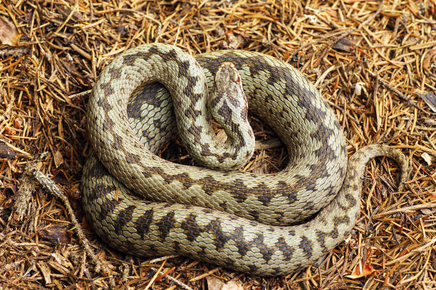 istock beautiful crossed european common adder 841333448