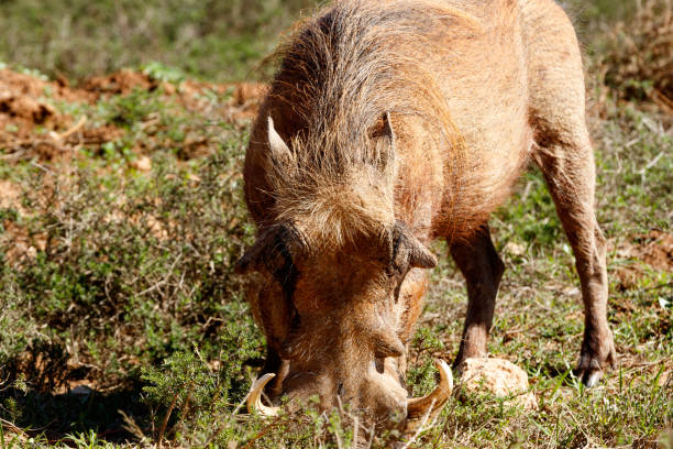 warthog de excavación en el suelo - south africa addo animal elephant fotografías e imágenes de stock