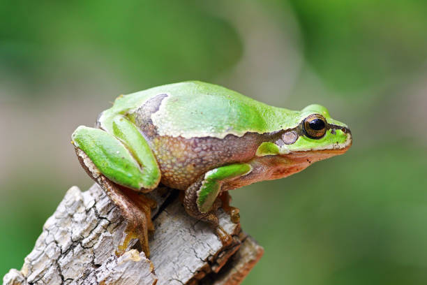 istock cute tree frog preparing to jump on wooden stump 841333978