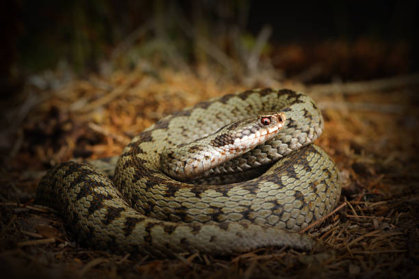 istock european crossed viper, snake standing on forest ground 841334288