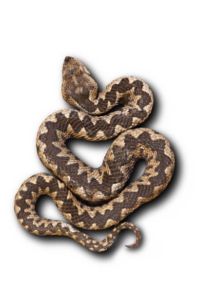 istock european nose horned viper on white background with shadow 841336160