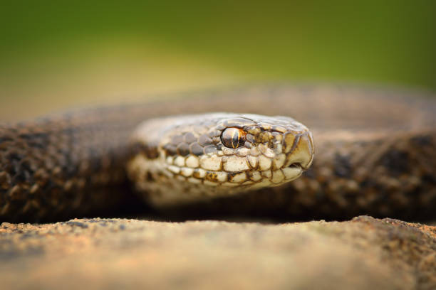 istock macro portrait of juvenile meadow adder 841336672