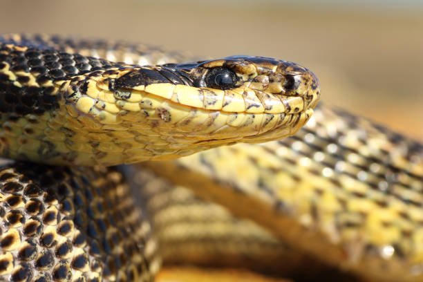 istock macro portrait of a blotched snake 841336674