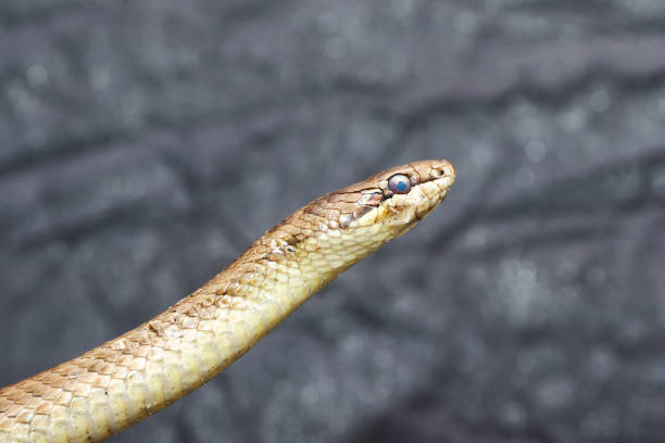 istock portrait of smooth snake over grey background 841336710