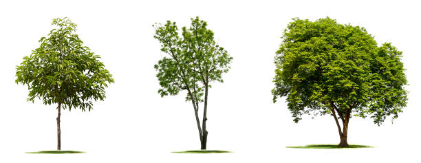 istock Isolate green trees.on white background.Many types of tropical forest trees. 841336746