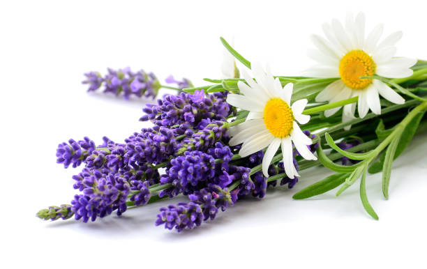 manojo de margaritas y flores de lavanda sobre fondo blanco - herb chamomile flower arrangement flower fotografías e imágenes de stock