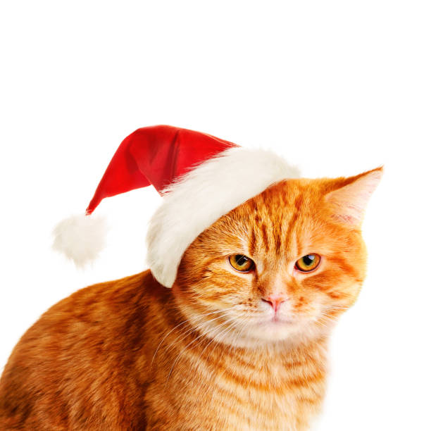istock Christmas Cat in Santa Hat 841338466