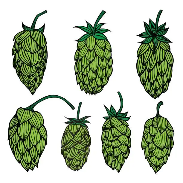 Vector illustration of Set og Hop plant