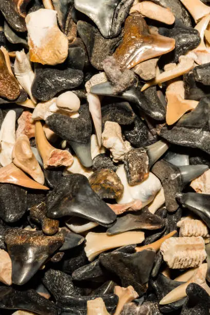 Photo of Shark Tooth Background