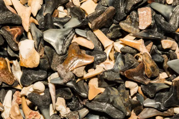 Photo of Shark Tooth Background