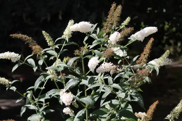 Summer lilac or butterfly-bush (Buddleja davidii) with white flowers