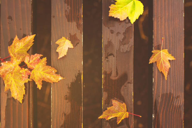 istock Autumn leaves on wet bench 841358226