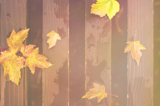 istock Autumn leaves on wet bench 841358420