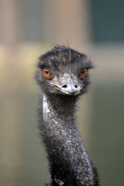 istock Portrait of an emu 841364292