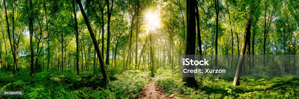 Forest Path in the forest lit by golden sun rays Forest Stock Photo