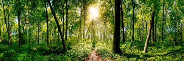 Forest Path in the forest lit by golden sun rays panoramic stock pictures, royalty-free photos & images