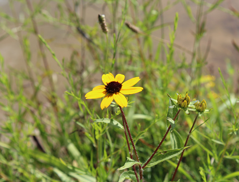 Rudbeckia hirta, growing wild by a pond in Chili, NY. Summer wildflowers in North America. State flower of Maryland.