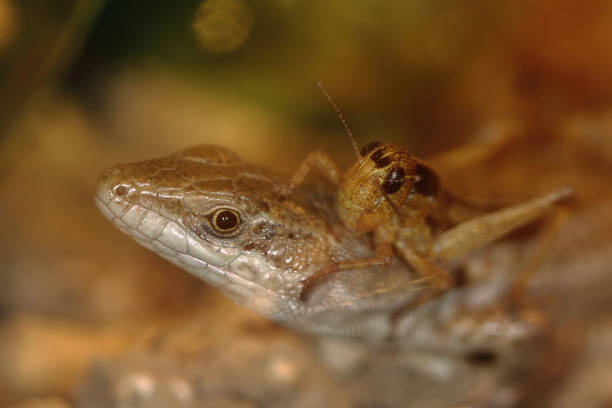 Barcelona Spain - october 2015 - Macrophotography of an lizard Podarcis muralis with a grasshopper on his head