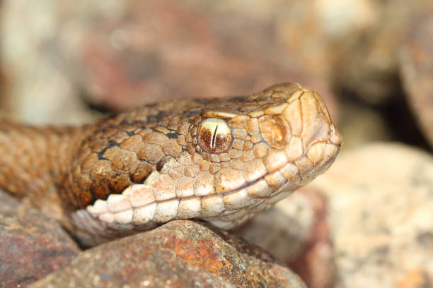 istock Macrophotography of an adder Aspis aspis 841371856