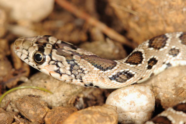 istock Macrophotography of a young snake Hemorrhois hippocrepis 841372400