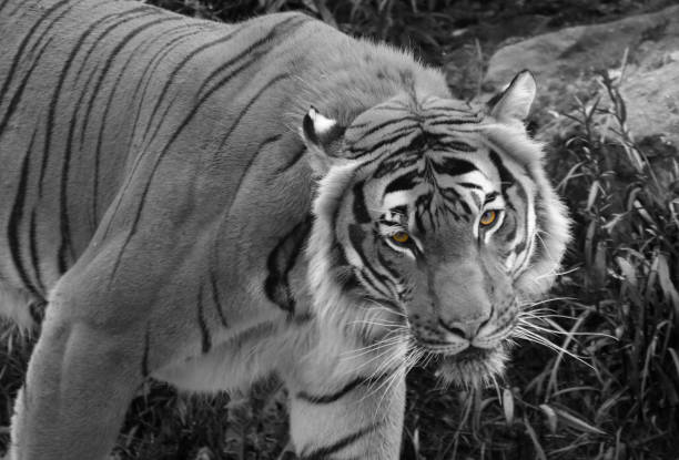 istock Orange eyed Tiger 841372930