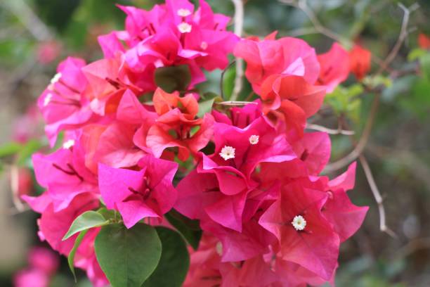 istock Bougainvillea pink flowers on blue sky background 841376394