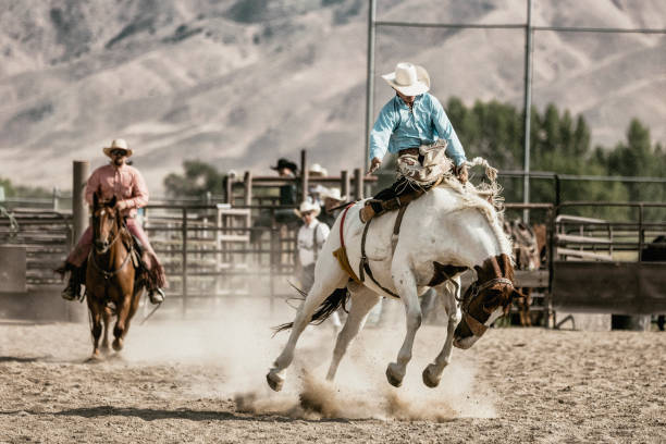 istock A cowboy riding on a bucking horse during the saddle bronc competition. 841376484