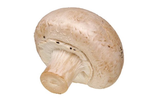 istock champignon  mushroom vegetable on a white background 841380746