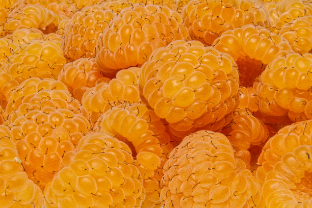 istock Group of yellow raspberries as a background 841380778