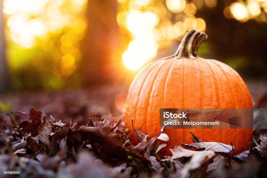 Big orange pumpkin with fall leaves at sunset Big orange pumpkin with autumn leaves at sunset Pumpkin Stock Photo