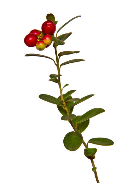 istock Cranberry plant on a white background 841383746