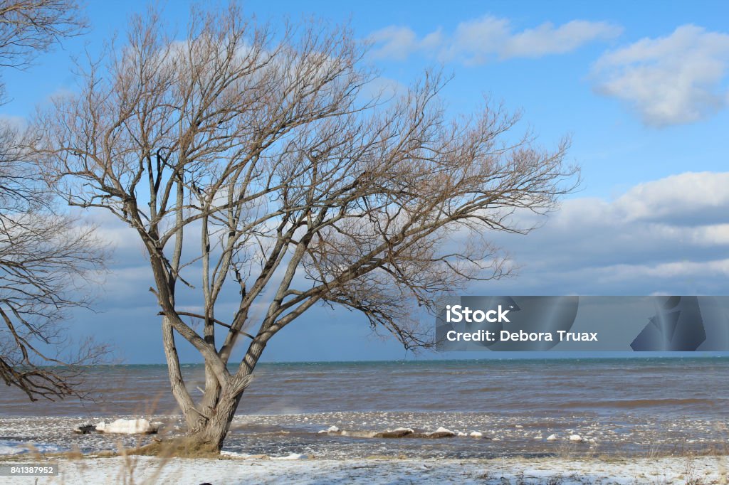 Winter tree and ice on Lake Ontario Single windblown tree on the lake in winter. Blue skies with dark clouds. Ice floating on small wave in the water. New York state lake shoreline at Hamlin Beach State Park Blue Stock Photo