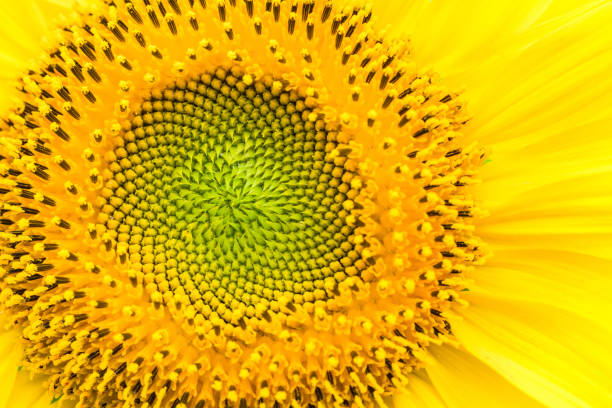istock Textures sunflower close-up detail  by Macro lens . 841390364