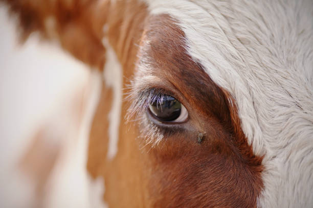 istock Eyes red cow and the fly 841390720