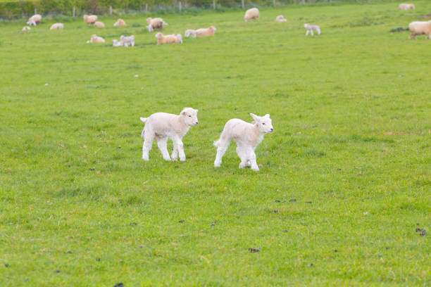 istock Small cute lamb gambolling in a meadow in a farm 841390830